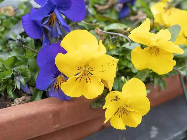 Bardzo Ładne Kwiaty Petunii Desenzano Del Garda Włochy — Zdjęcie stockowe