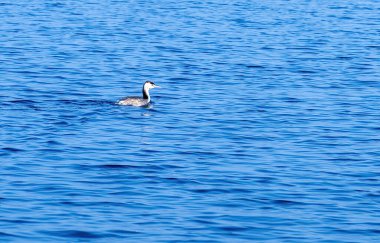 Kış tüylerindeki büyük ibiğin ayrıntıları