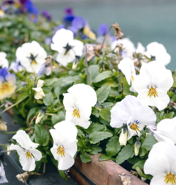 Detail Primula Flowers Garden — Stock Photo, Image