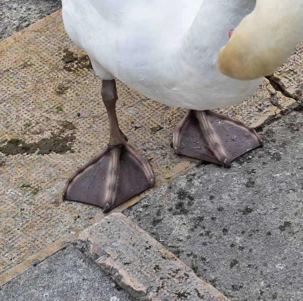 Muy Bonito Cisne Blanco Desenzano Del Garda Italia —  Fotos de Stock