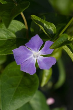 Çayır çiçeğinin ayrıntıları.