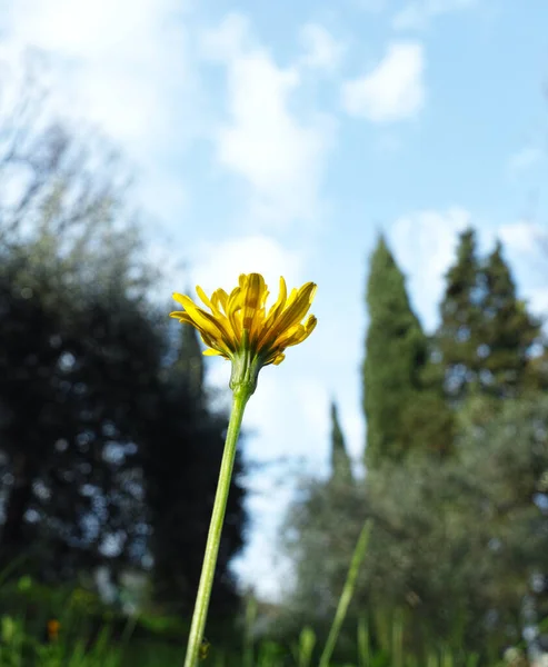 Квіти Кульбаби Саду — стокове фото