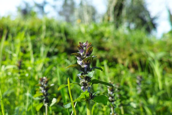 Détail Hyssopus Officinalis Plante Dans Une Prairie Italie — Photo