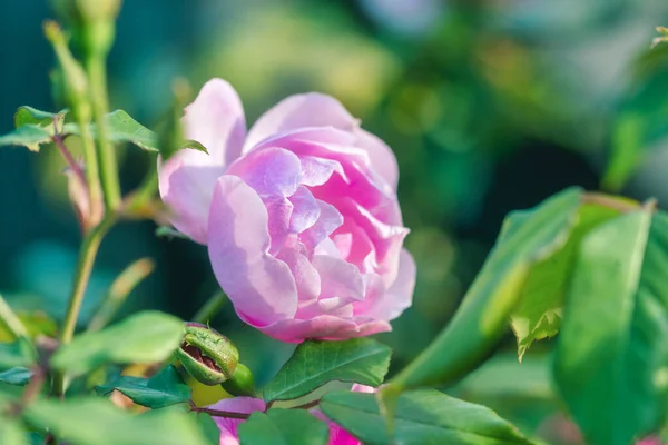 Detalhe Rosa Rosa Jardim Spezia — Fotografia de Stock