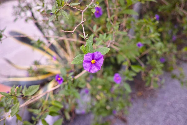 Fleur Solanum Dans Jardin Près Spezia — Photo