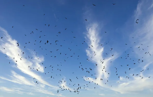 Pájaro Negro Contra Cielo Azul —  Fotos de Stock