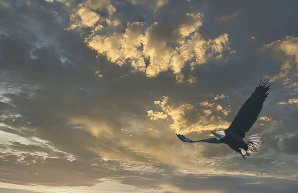 真夏の曇天に対する鷲 — ストック写真
