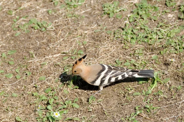 Hoopoe Common Hoopoe Upupa Epops Eurasian Hoopoe Green Grass — 图库照片