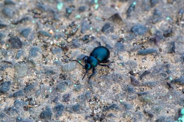 Bahçemdeki kara yaprak böceğinin ayrıntıları.