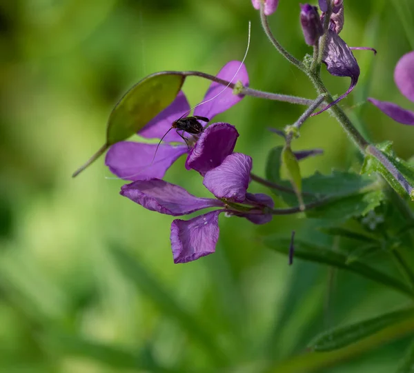 Détail Fleur Lunaire Dans Une Maedow — Photo