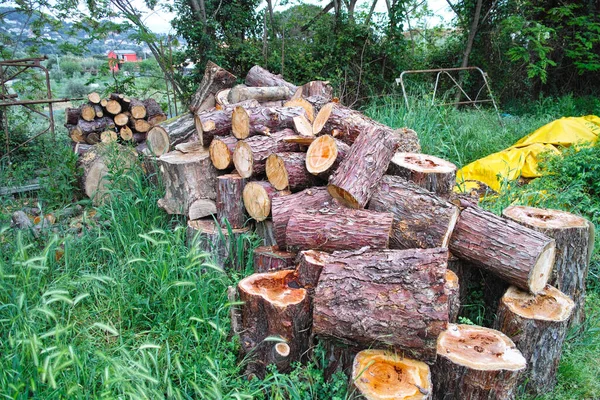 Arkadaşımın Bahçesinde Odun Kırdım — Stok fotoğraf