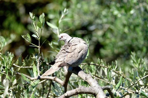 非常漂亮的乌龟 鸽子鸟在树上 — 图库照片