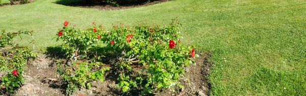 Vue Panoramique Sur Jardin Avec Rose Été — Photo