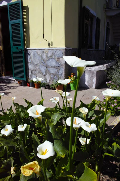 Detalhe Lírio Callas Jardim Perto Minha Casa — Fotografia de Stock