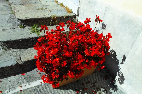 Muy Linda Flor Begonia Roja Jarrón — Foto de Stock