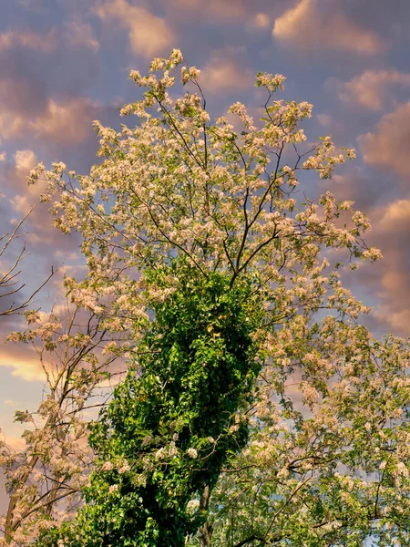 Detail Einer Pflanze Mit Akazienblüte — Stockfoto