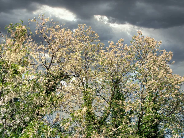 Detalhe Uma Fábrica Com Flor Acácia — Fotografia de Stock