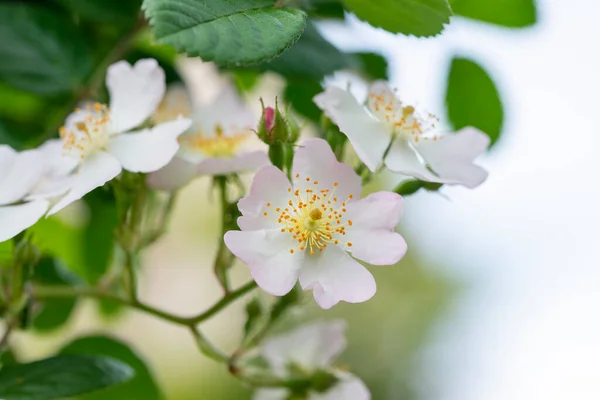 Detail Wild Rose Field Spezia — Stock Photo, Image