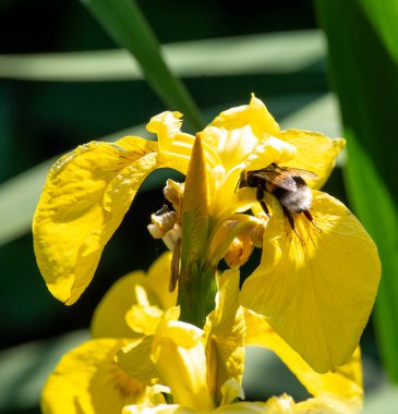 # Yaz mevsiminde bir bahçede sarı göz #