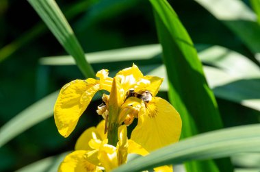 # Yaz mevsiminde bir bahçede sarı göz #