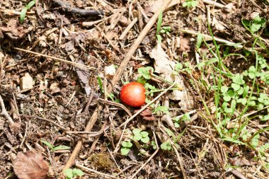 Çayıra düşen bir kirazın ayrıntıları