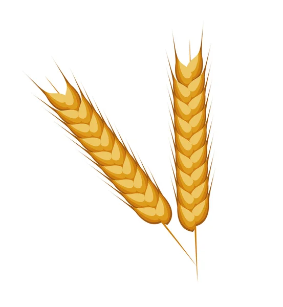 孤立的小麦耳朵大麦设计 — 图库矢量图片