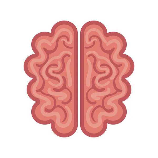 Icône de dessin animé cerveau graphique isolé — Image vectorielle