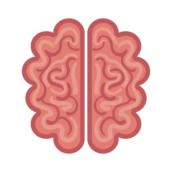 Cerveau organe humain isolé icône — Image vectorielle