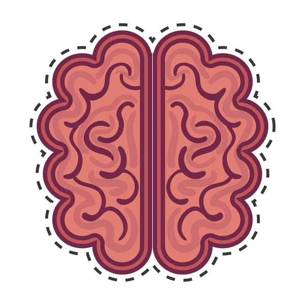 Órgano cerebral humano aislado icono — Vector de stock
