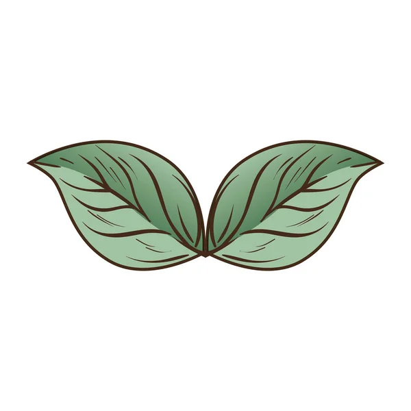 Liść roślina natura ozdoba — Wektor stockowy
