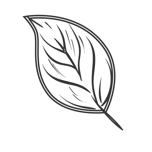List rostliny přírodní dekorace — Stockový vektor