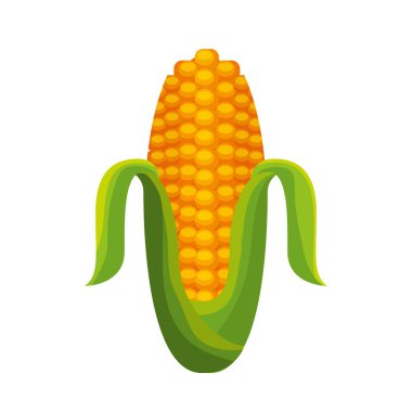 Mısır sebze izole simgesi