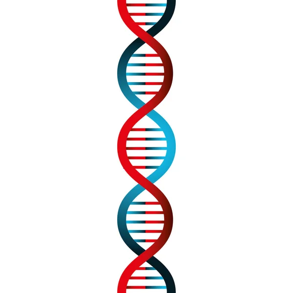 Molekuláris szerkezete a DNS — Stock Vector