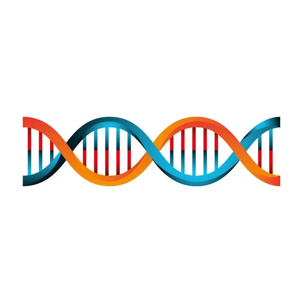 Estructura molecular del ADN — Vector de stock