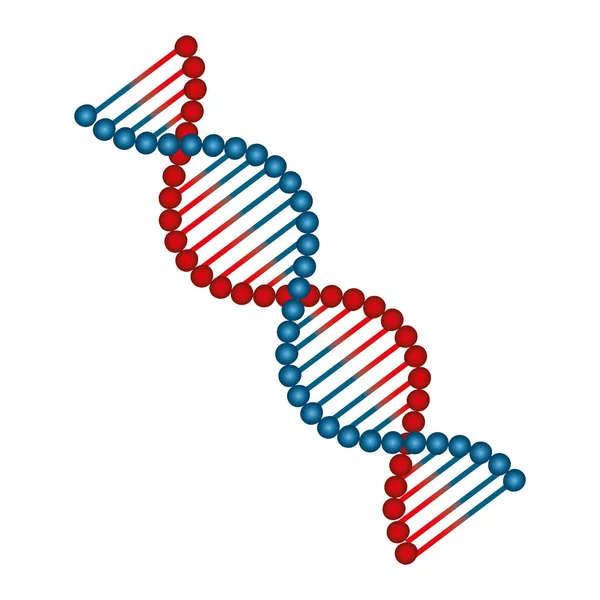 Molecular structure of DNA — Stock Vector