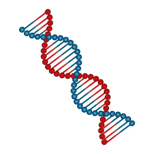 Estructura molecular del ADN — Vector de stock