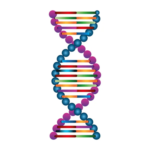 Молекулярної структури ДНК — стоковий вектор