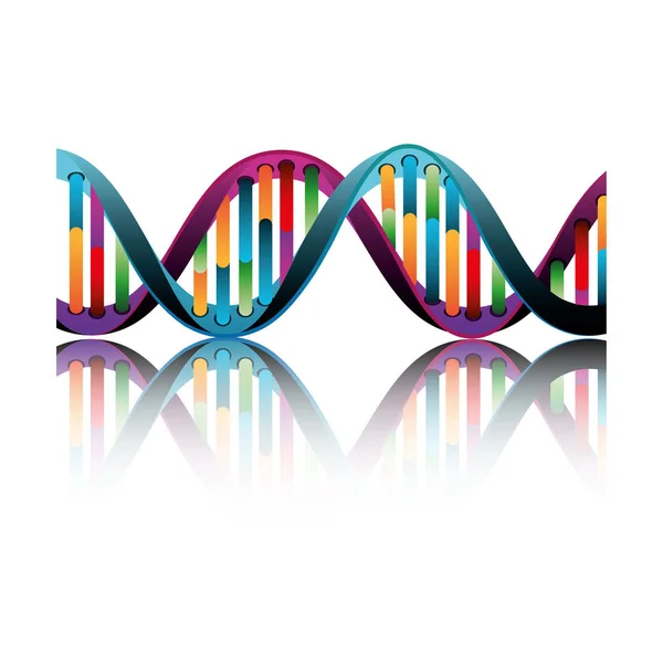 Structure moléculaire de l'ADN — Image vectorielle