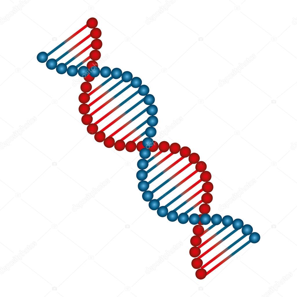 Estructura Y Funcion Del Adn Molecula Del Adn Molecula De Adn Riset