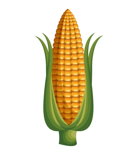 Fresh corn vegetable isolated icon — Stock Vector