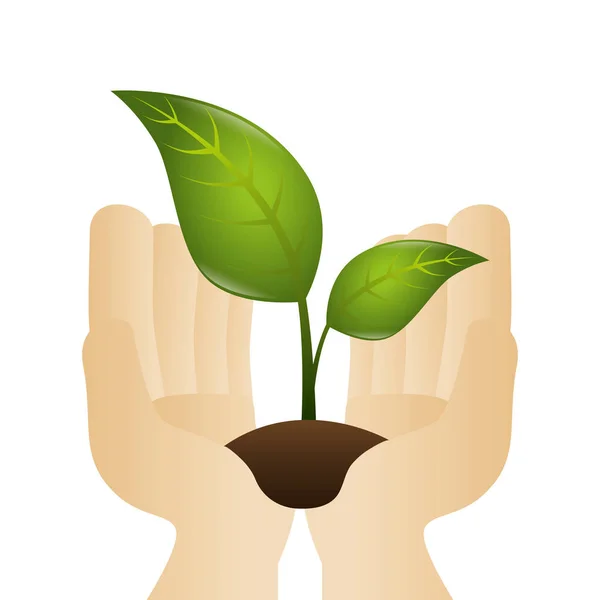 Plant with pot isolated icon — Stock Vector