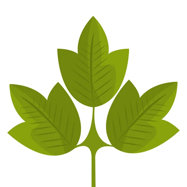 Leaf plant isolated icon — Stock Vector