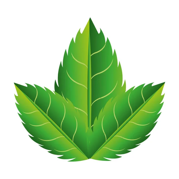 Leaf växt isolerade ikonen — Stock vektor