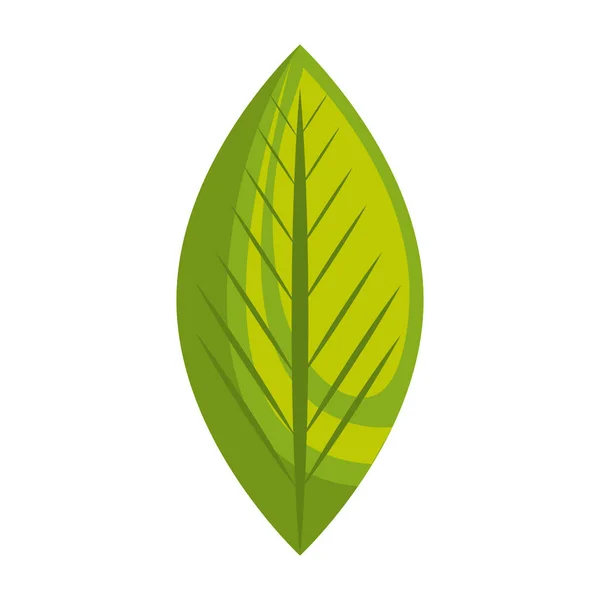 叶子植物生态学符号 — 图库矢量图片