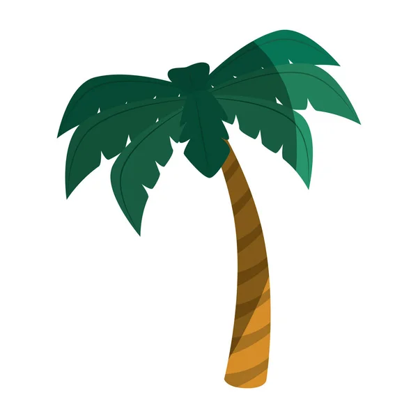 Tree palm isolated icon — Stock Vector