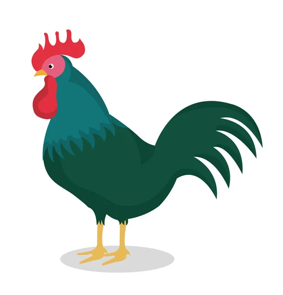 Rooster bird isolated icon — Stock Vector