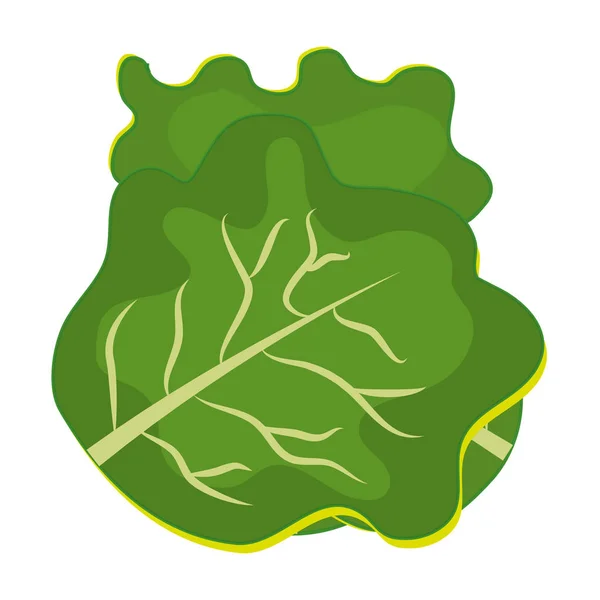 Gráfico lechuga fresca y verde — Vector de stock