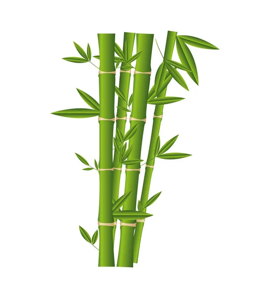 Bamboo plant isolated icon — Stock Vector