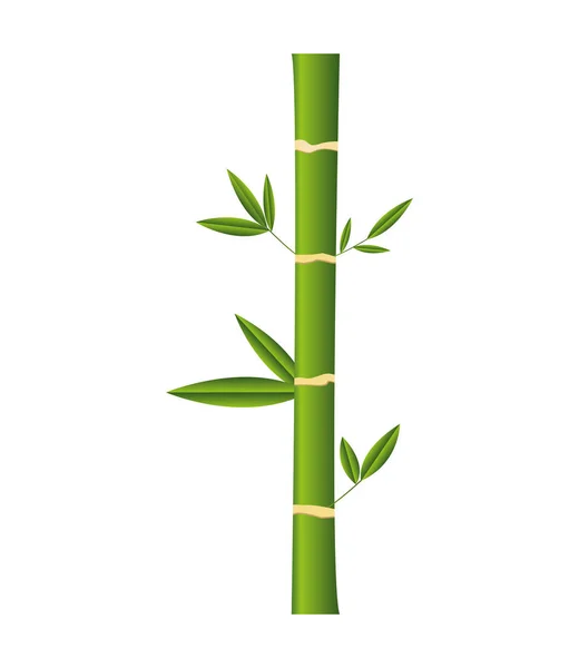 Bamboo plant isolated icon — Stock Vector