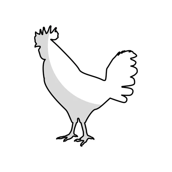 Gallo animal granja aislado icono — Vector de stock